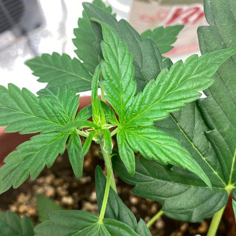 Amnesia Haze Auto growlog timeline photo