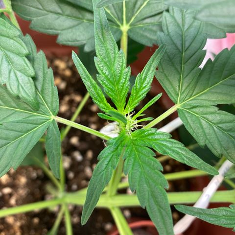 Amnesia Haze Auto growlog timeline photo