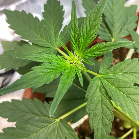 Amnesia Haze Auto growlog timeline photo