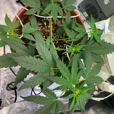 Amnesia Haze Auto growlog timeline photo
