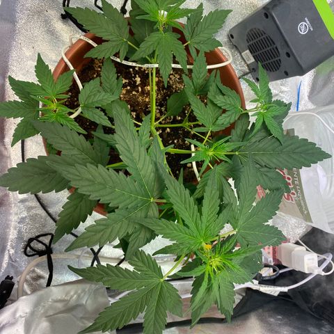 Amnesia Haze Auto growlog timeline photo