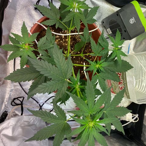 Amnesia Haze Auto growlog timeline photo