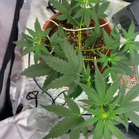 Amnesia Haze Auto growlog timeline photo