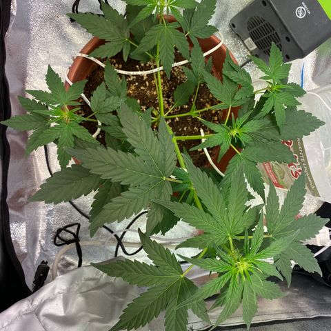 Amnesia Haze Auto growlog timeline photo