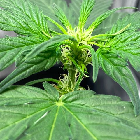 Amnesia Haze Auto growlog timeline photo