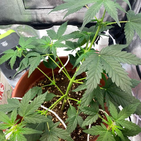 Amnesia Haze Auto growlog timeline photo