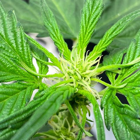Amnesia Haze Auto growlog timeline photo