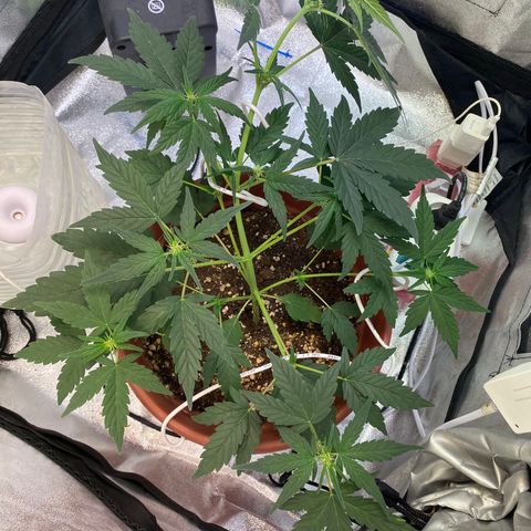 Amnesia Haze Auto growlog timeline photo