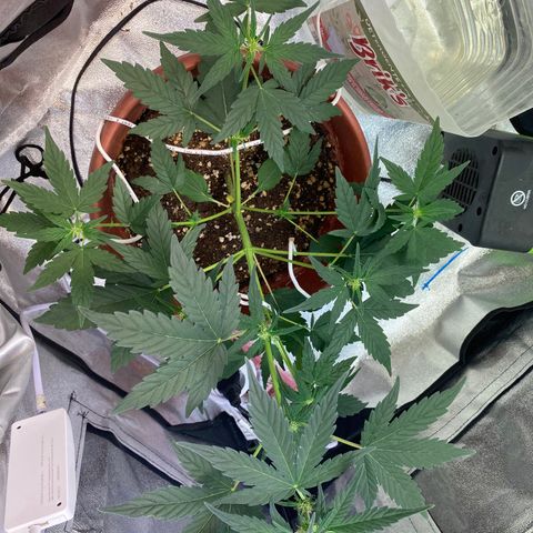 Amnesia Haze Auto growlog timeline photo