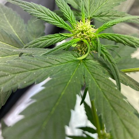 Amnesia Haze Auto growlog timeline photo