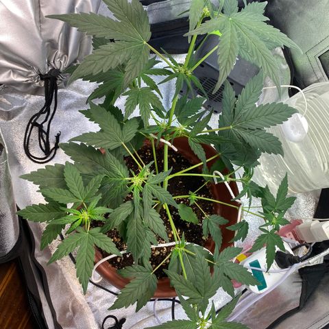 Amnesia Haze Auto growlog timeline photo