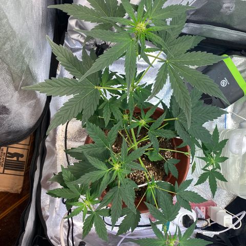 Amnesia Haze Auto growlog timeline photo