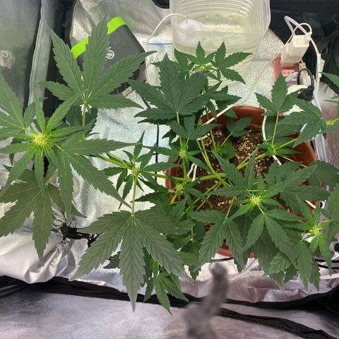 Amnesia Haze Auto growlog timeline photo