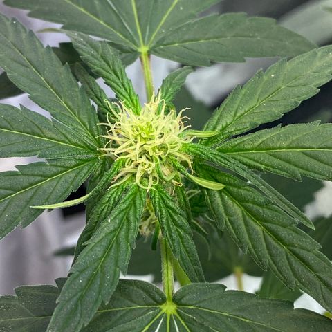 Amnesia Haze Auto growlog timeline photo