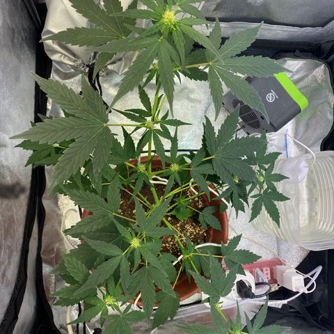 Amnesia Haze Auto growlog timeline photo