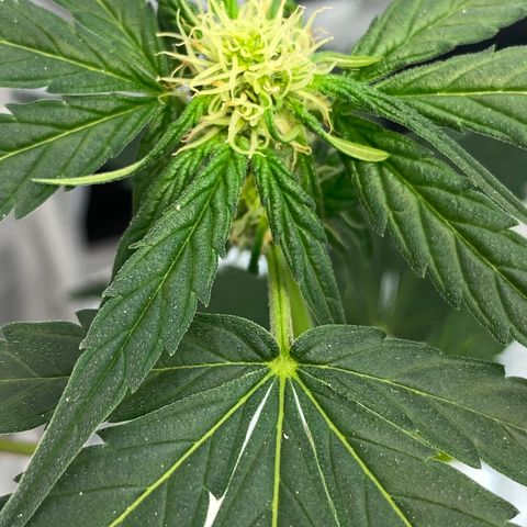 Amnesia Haze Auto growlog timeline photo
