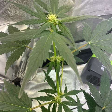 Amnesia Haze Auto growlog photo: Presenta una carencia de Nitrógeno en la parte baja de la planta