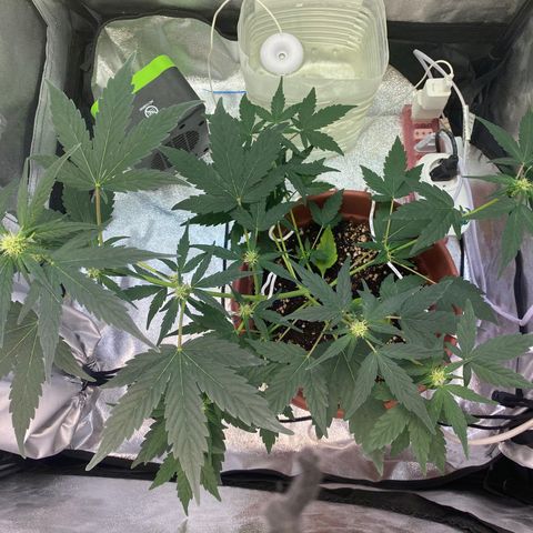 Amnesia Haze Auto growlog photo: Presenta una carencia de Nitrógeno en la parte baja de la planta