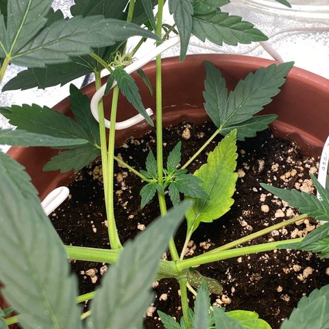 Amnesia Haze Auto growlog photo: Presenta una carencia de Nitrógeno en la parte baja de la planta