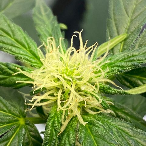 Amnesia Haze Auto growlog timeline photo