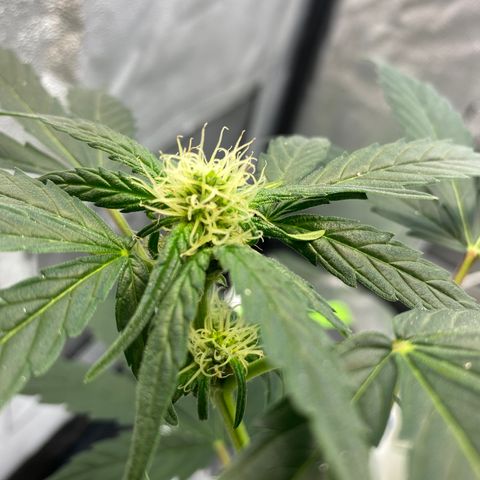Amnesia Haze Auto growlog timeline photo