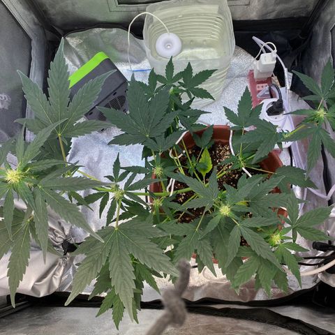 Amnesia Haze Auto growlog timeline photo