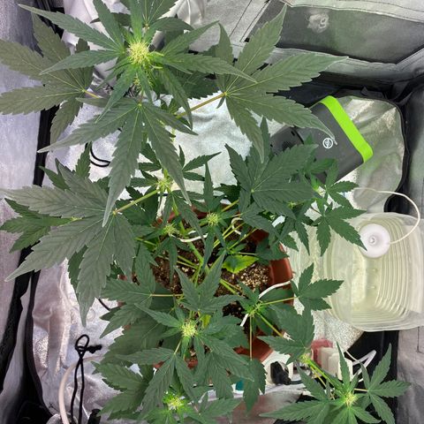 Amnesia Haze Auto growlog timeline photo