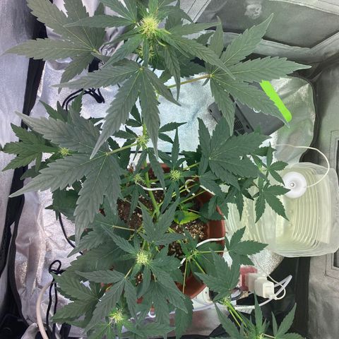 Amnesia Haze Auto growlog timeline photo