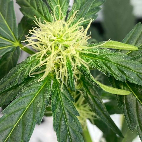 Amnesia Haze Auto growlog timeline photo