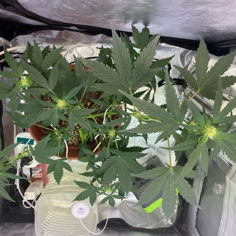 Amnesia Haze Auto growlog timeline photo