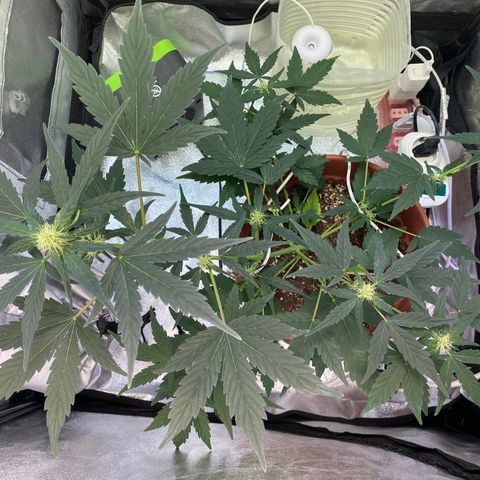 Amnesia Haze Auto growlog timeline photo