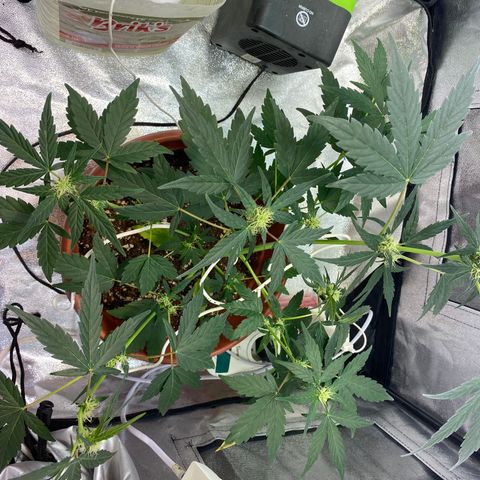 Amnesia Haze Auto growlog timeline photo