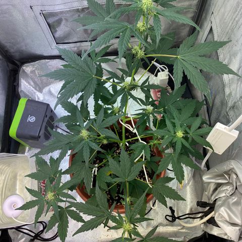 Amnesia Haze Auto growlog timeline photo