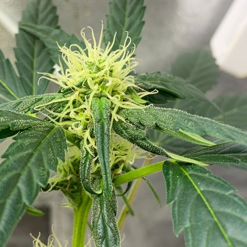 Amnesia Haze Auto growlog timeline photo