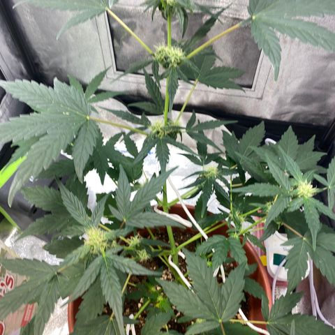 Amnesia Haze Auto growlog timeline photo