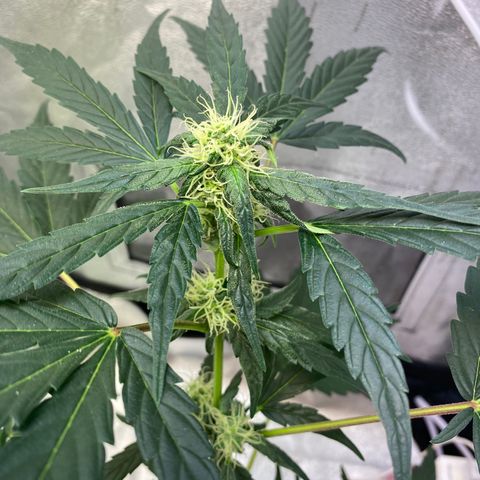 Amnesia Haze Auto growlog timeline photo