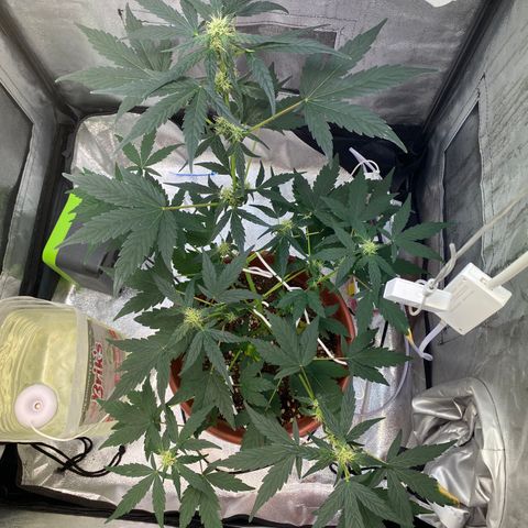 Amnesia Haze Auto growlog timeline photo