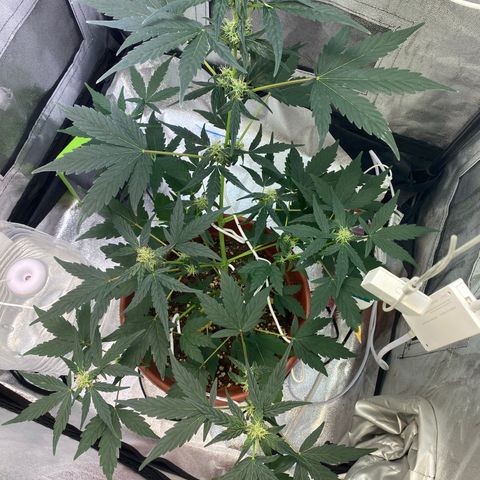 Amnesia Haze Auto growlog timeline photo