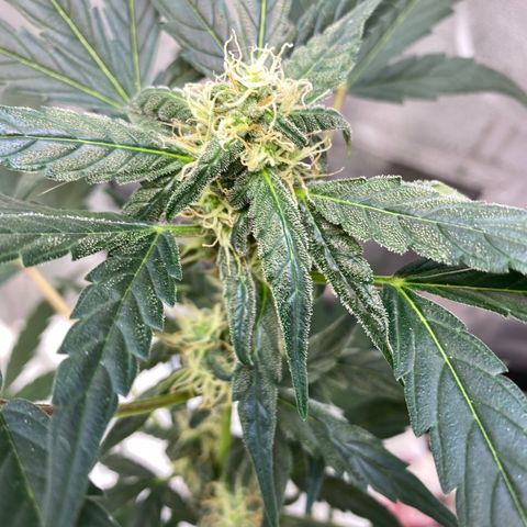 Amnesia Haze Auto growlog timeline photo