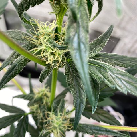 Amnesia Haze Auto growlog timeline photo