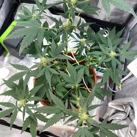 Amnesia Haze Auto growlog timeline photo