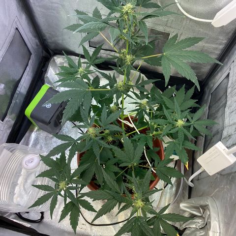 Amnesia Haze Auto growlog timeline photo