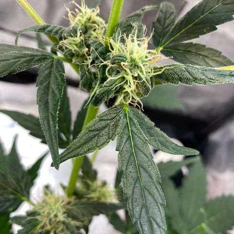 Amnesia Haze Auto growlog timeline photo