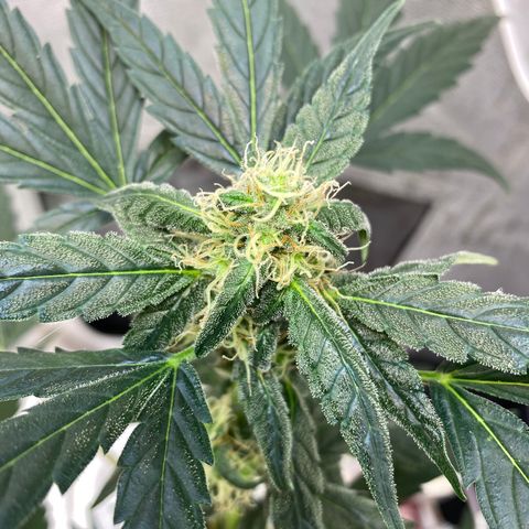 Amnesia Haze Auto growlog timeline photo