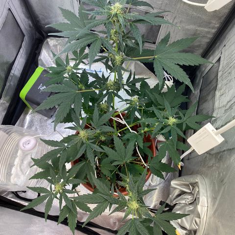 Amnesia Haze Auto growlog timeline photo