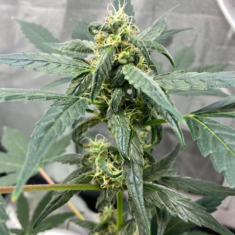 Amnesia Haze Auto growlog timeline photo