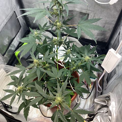 Amnesia Haze Auto growlog timeline photo