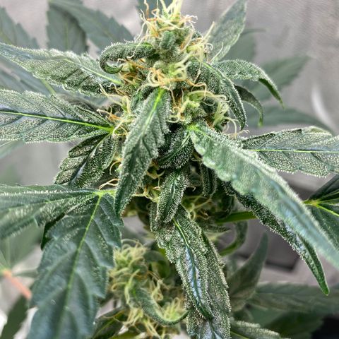Amnesia Haze Auto growlog timeline photo