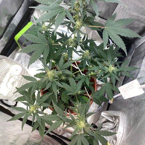 Amnesia Haze Auto growlog timeline photo