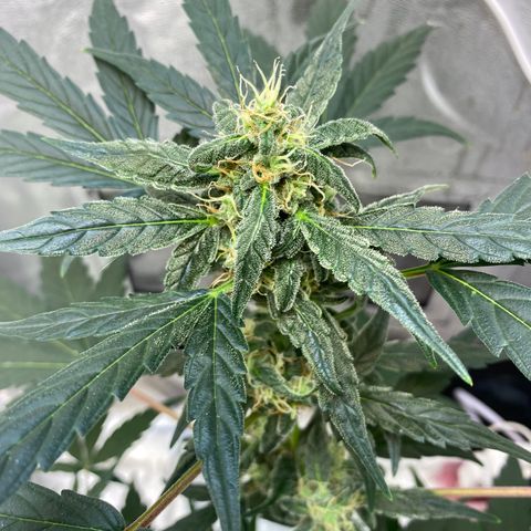 Amnesia Haze Auto growlog timeline photo